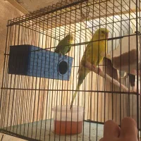 مرغ عشق|پرنده|بوشهر, |دیوار