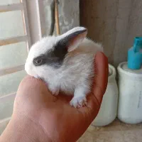 بچه خرگوش لوپ