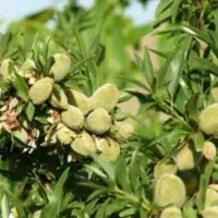 تولید نهال بادام خوشه ای