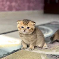بریتیش های وارداتی و ناز