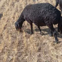 یک میش قرقزل موفرجوان