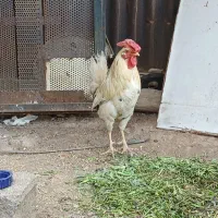 خروس گلین اصیل چل تاج با مرغ