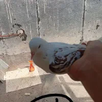 کبوتر سالم