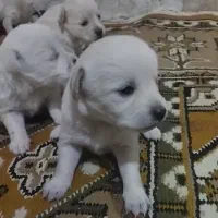 توله سگ
