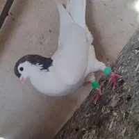 خال نر