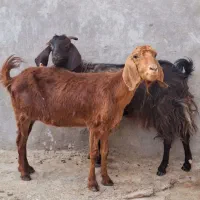 فروش دو عدد بز آبستن دو قلو زا