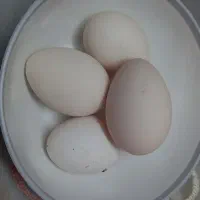 .   تخم مرغ میناتوری سبرایت