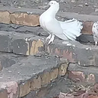 کفتر دم چتری