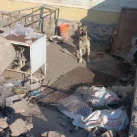 سگ سرابی گم شده
