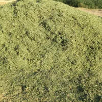 یونجه