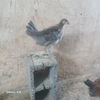 جوجه محلی گلین عشایری