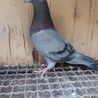 فروش کبوتر
