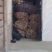 سیر
