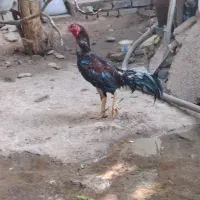 اسباب بازی