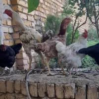 مرغ وخروس لاری