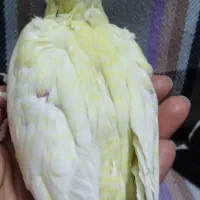 فروش جوجه عروس هلندی