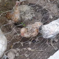 چن عدد بچه خروسک ۶ماهه