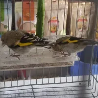 جوجه‌سهره‌کتان‌خور           کاملا‌آرام‌سالم‌سرحال