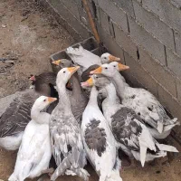 غاز محلی ارگانیک ۵ ماه