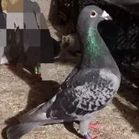 ۳ عدد کبوتر مسافتی ثبت پیگو