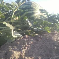 هندوانه اصیل جوین شهرستانک