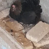 مرغ  کرک