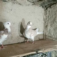 کبوتر تهرانی