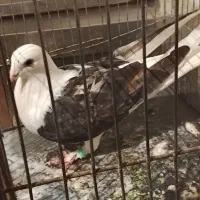کفتر|پرنده|مشهد, دوست آباد|دیوار