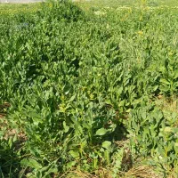علف زعفران  دو هکتار