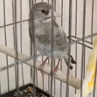 قناری و سهره ماده