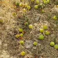 سیب پادرختی