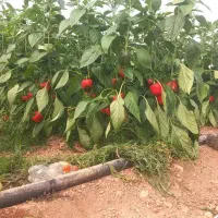 کارگر ساده