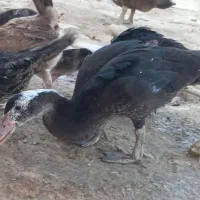 اردک خارجی