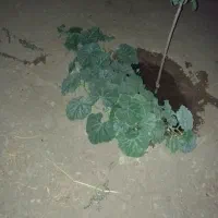 زمین باغ 1500متر