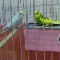 مرغ عشق جفتی ۹۰۰