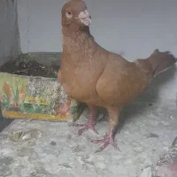 کفتر
