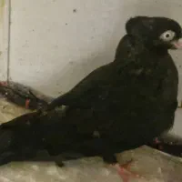 زاغ ماده آبادانی