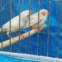 فنچ **|پرنده|شاهین‌شهر, خانه کارگر|دیوار