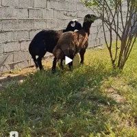 (شماره ۵ ) دوتا قربانی درشت چاق نر