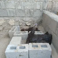 بوقلمون ماده