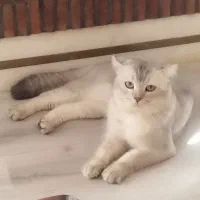اسکاتیش فلد اصیل