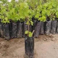 مرجان گل فردوسی فردوس آلوبخارا به ژاپنی نهال درخت
