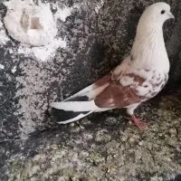 کفتر. 3 تا