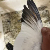 ۴تا جوجه  کفتر۳تاش نر یه ماده کله سبز