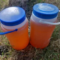 عسل کوهی