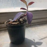 گل مخملی بنفش