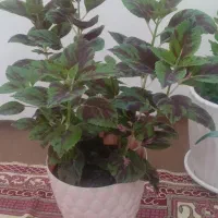 گلهای شاداب