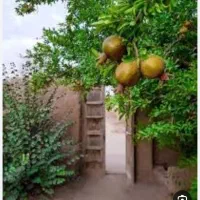 باغ میوه ۲۰۰۰ متری منطقه گلمکان حاشیه جاده