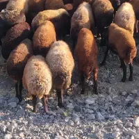 گوسفندبابرکت