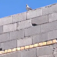 ماده تهرانی سوسکی